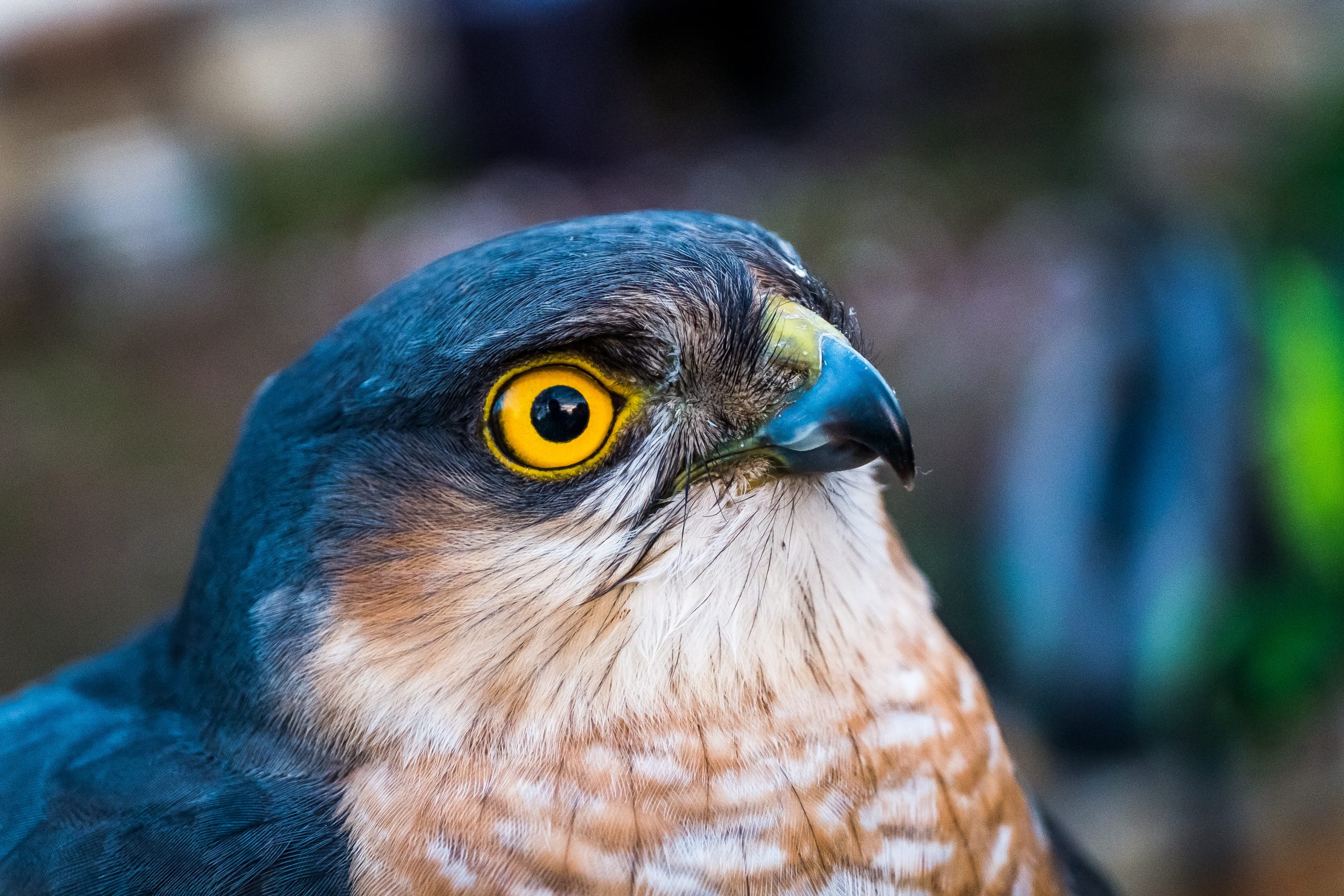 Sparrow Hawk